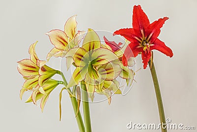 Bloom Hippeastrum johnsonii and Cleopatra on gray background Stock Photo