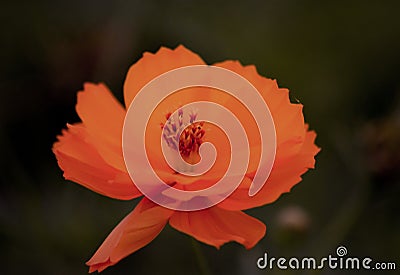 Bloom like a the Orange Flower Stock Photo