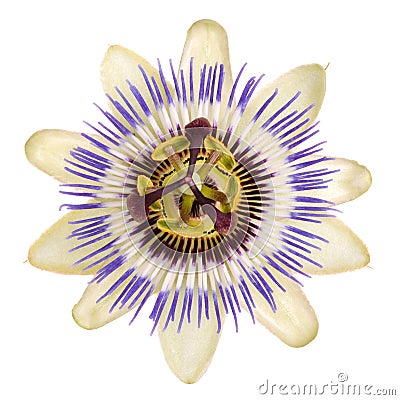 bloom of passionflower Stock Photo