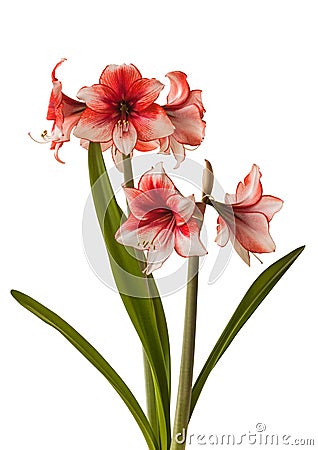 Bloom red and white Amaryllis (Hippeastrum) 
