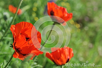 Bloom of scarlet poppies Stock Photo