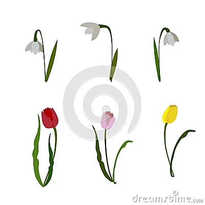 bloom set of spring flowers snowdrops and tultie on white background Vector Illustration