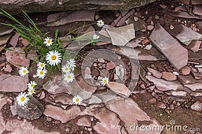 Bloom Where You Are Planted Stock Photo