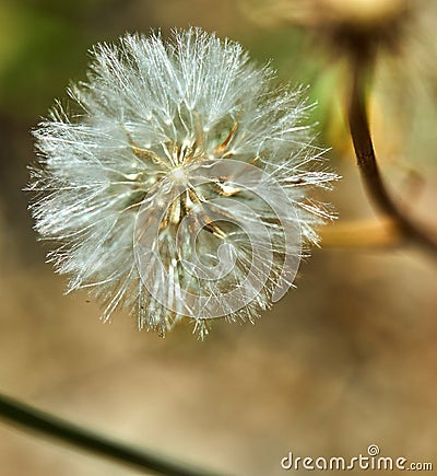 Bloomed dandelion in nature grows from green grass Stock Photo