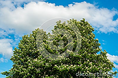 Bloomimg chestnut on blue sky clouds background Stock Photo