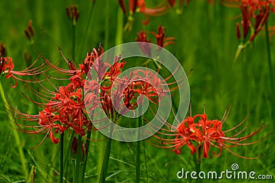Bloomimg red lycoris radiata Stock Photo