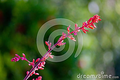 Bloomin Red Yucca Stock Photo