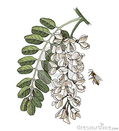 Blooming acacia and honey bee Vector Illustration