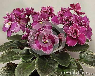 `Jolly Frills` African violet Stock Photo