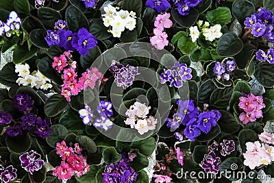 Blooming African violets Stock Photo