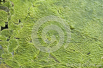 Algae bloom like green carpet Stock Photo