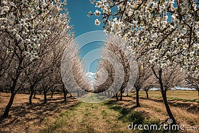 Blooming almonds, in an almond field Stock Photo