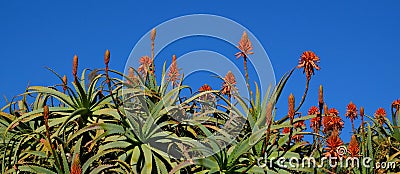 Blooming Aloe vera succulent plants with red orange colored flowers against blue sky.Tropical succulents. Stock Photo