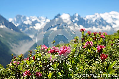 Blooming Alpine Rose Rhododendron ferrugineum in the nature reserve Aiguilles Rouges,France. Stock Photo