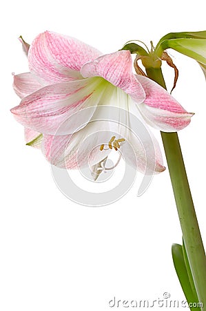 Blooming amaryllis Stock Photo