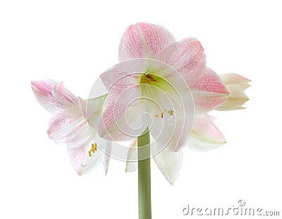 Blooming amaryllis Stock Photo