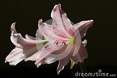 A blooming Amaryllis Belladonna flower Stock Photo