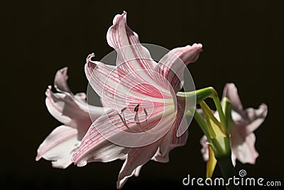 Close-up of a beautiful Amaryllis Belladonna flower Stock Photo