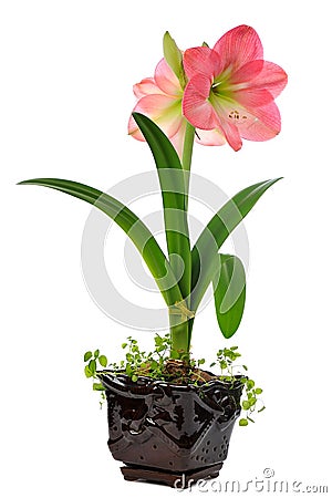 Blooming amaryllis Stock Photo