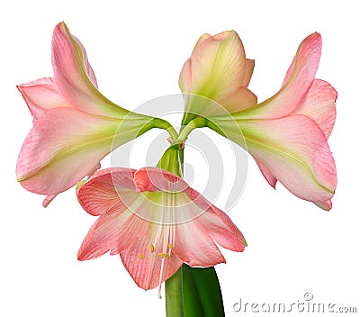 Blooming amaryllis Stock Photo