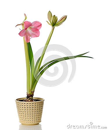 Blooming amaryllis Stock Photo