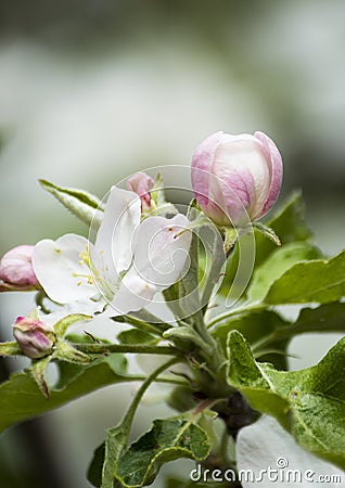 Blooming apple blossomed white flowers Stock Photo