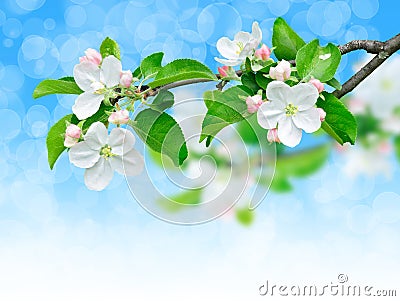 Blooming apple branch Stock Photo