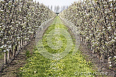 Blooming apple orchard in spring Stock Photo