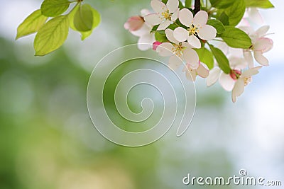 Blooming apple tree blossoms with smooth bokeh Stock Photo