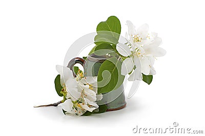 Blooming apple tree branch in a black miniature vase. Stock Photo