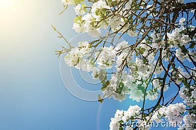 Blooming apple tree branch in spring over blue sky Stock Photo