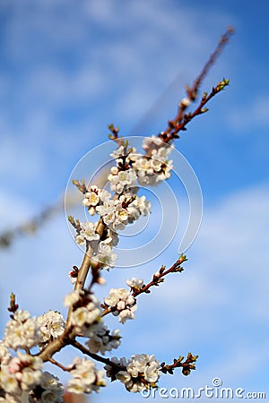 A blooming apple tree branch in the spring time Stock Photo