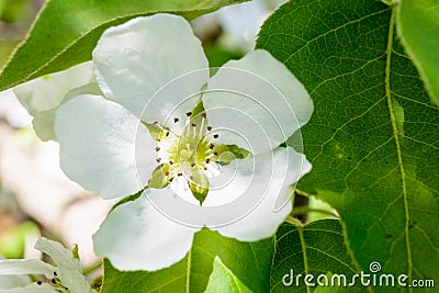 Blooming apple tree close-up. Macro Photo flowers of the apple tree. Blossoming apple tree Malus domestica spread the fragrant Stock Photo