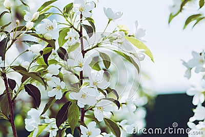 Blooming apple tree in the garden Stock Photo