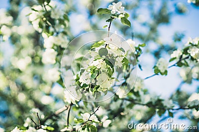 Blooming apple tree in the garden Stock Photo