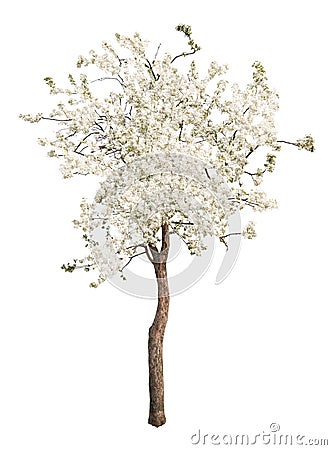 White color isolated blooming apple tree Stock Photo