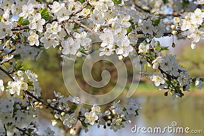 Blooming Apple Tree by the Lake Stock Photo