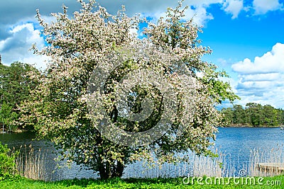 A blooming apple tree at lakeside Stock Photo