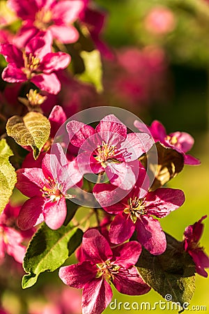 Blooming apple tree, pink flowers, against green background, s Stock Photo