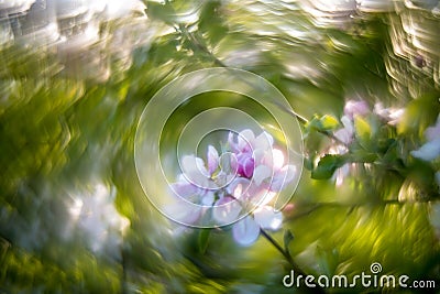 Blooming apple tree and extremely Swirly Bokeh Stock Photo