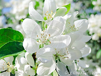 Blooming Apple tree in the spring garden. Beautiful apple blossom.Close up of tree blossom in april.Spring blossom background. Stock Photo