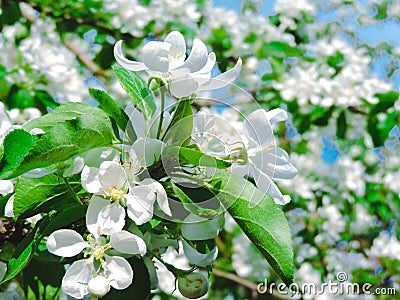 Blooming Apple tree in the spring garden. Beautiful apple blossom.Close up of tree blossom in april.Spring blossom background. Stock Photo