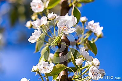 Blooming Apple tree in springtime under blue sky Stock Photo