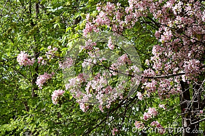 Blooming apple tree on sunny spring day. Beautiful spring pink blossom Stock Photo