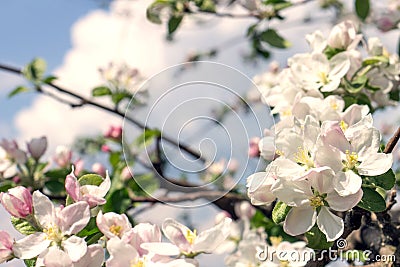 Blooming apple tree. Warm color toned image Stock Photo