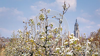 Apple trees in the Betuwe Netherlands Stock Photo