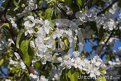 Blooming Apple trees in the garden Stock Photo