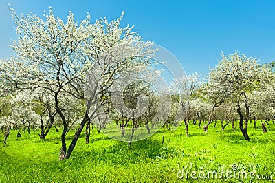 Blooming apple trees garden natural view of korea Stock Photo