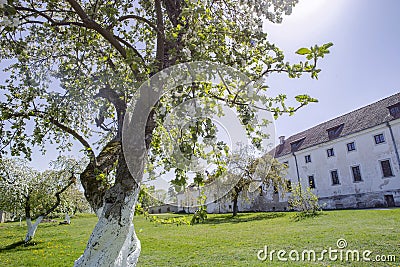 Blooming apple trees in monastery garden. Stock Photo