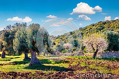 Blooming apple trees in olive garden. Panoramic spring view Milazzo cape, Sicily, Italy, Europe. Stock Photo